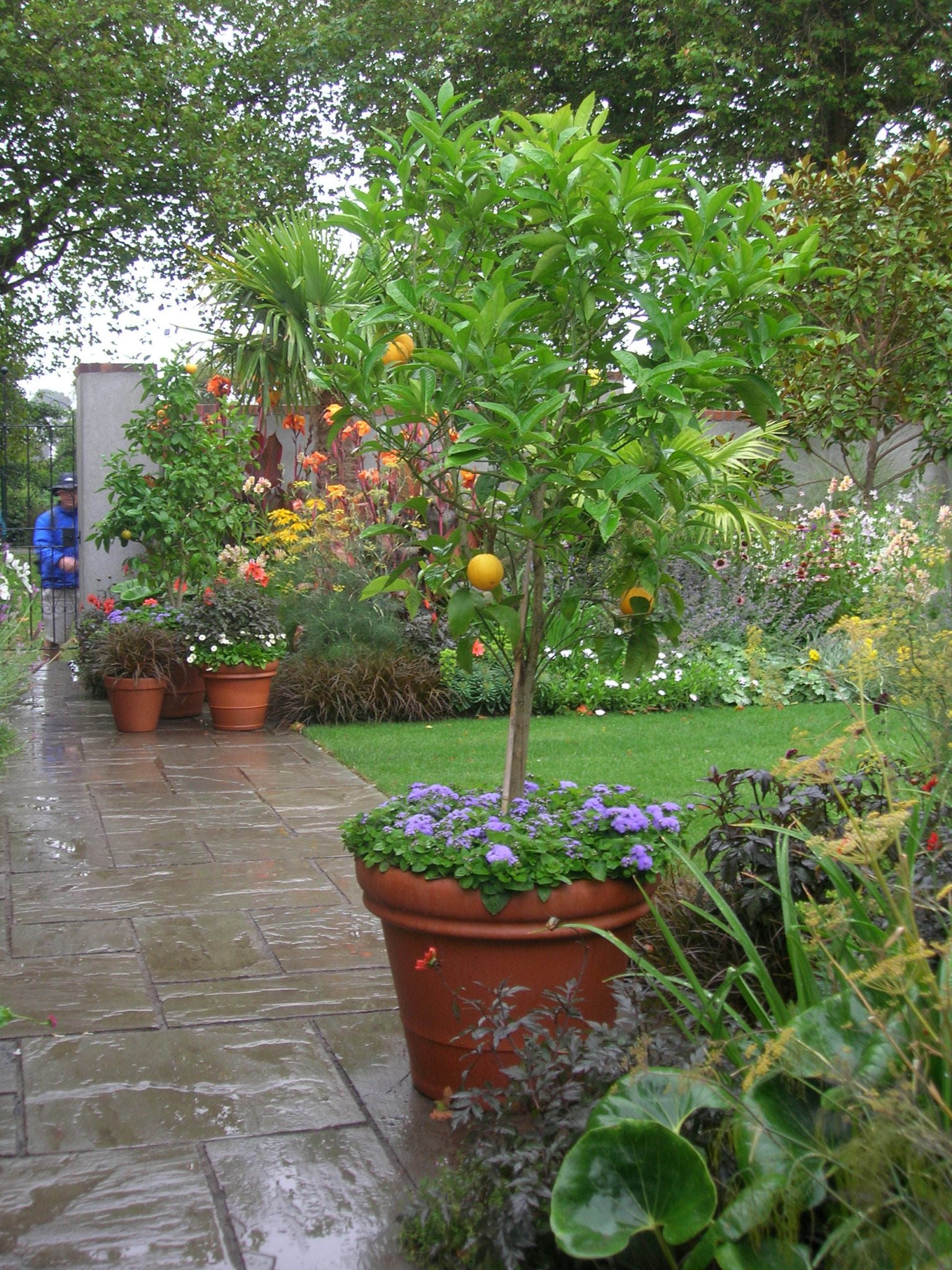 Mandarin és narancs a télikertben.